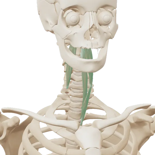 3D-illustrasjon av de dype nakkebøyerne foran på nakkevirvlene, markert i grønt