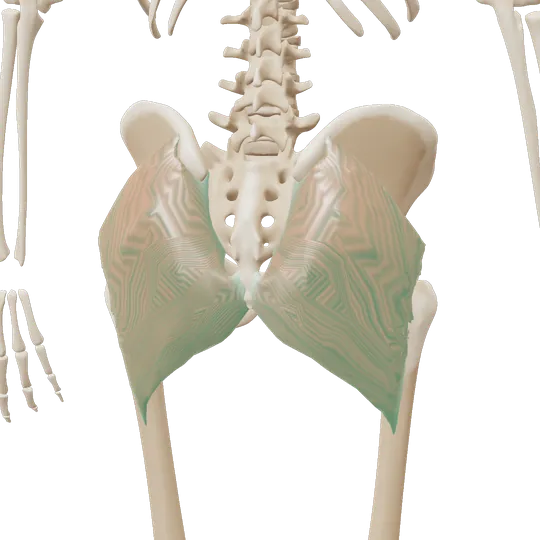 3D-illustrasjon: Gluteus maximus (store setemuskel)