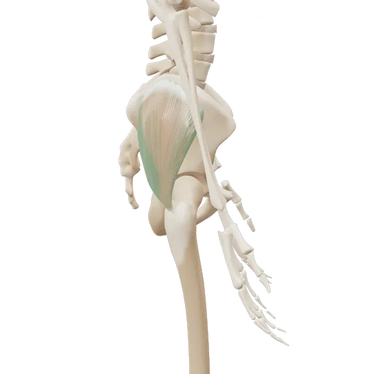 3D-illustrasjon av setemuskelen på siden av hoften (gluteus medius), markert i grønt