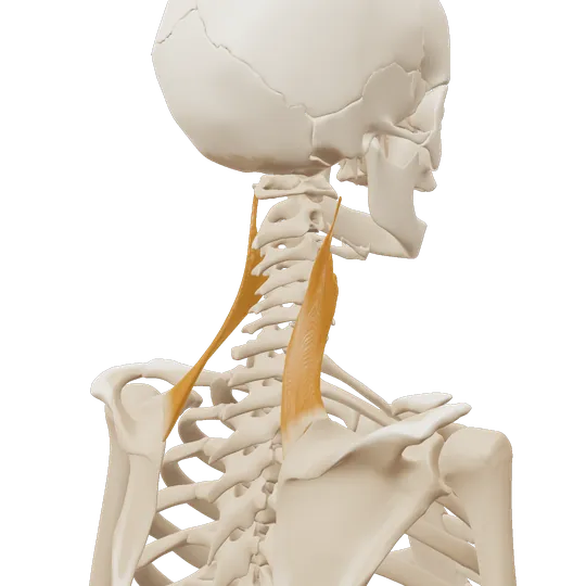 3D-illustrasjon av skulderbladløfteren (levator scapulae) bak på nakken, markert i amber