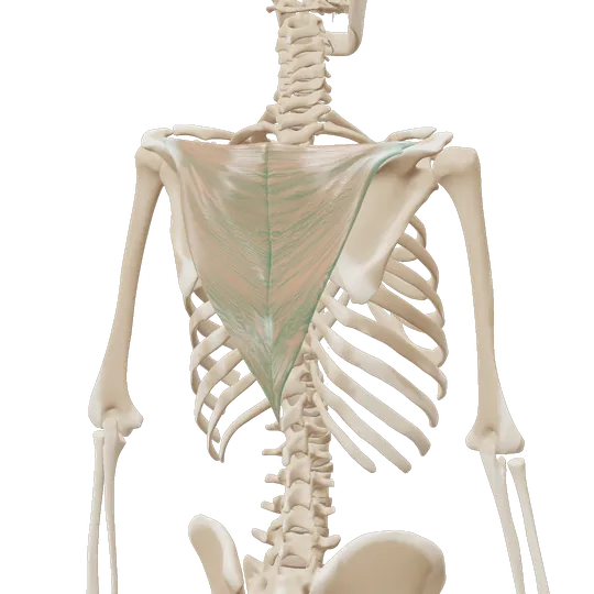 3D-illustrasjon av nedre del av kappemuskelen (nedre trapezius), markert i grønt