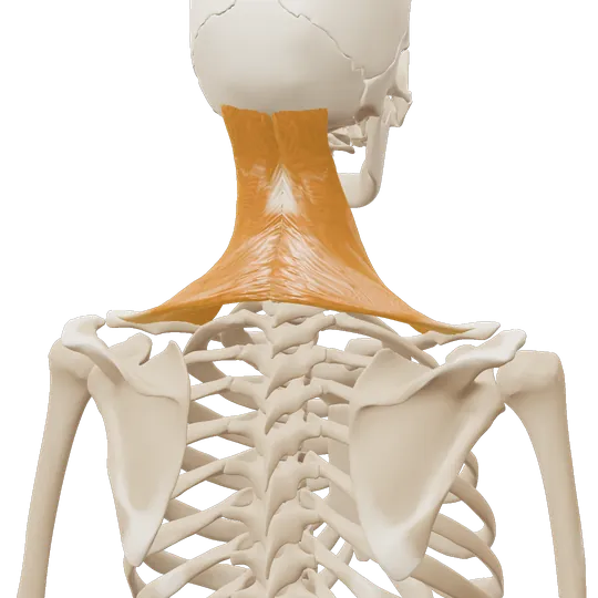 3D-illustrasjon av øvre del av kappemuskelen (øvre trapezius), markert i amber