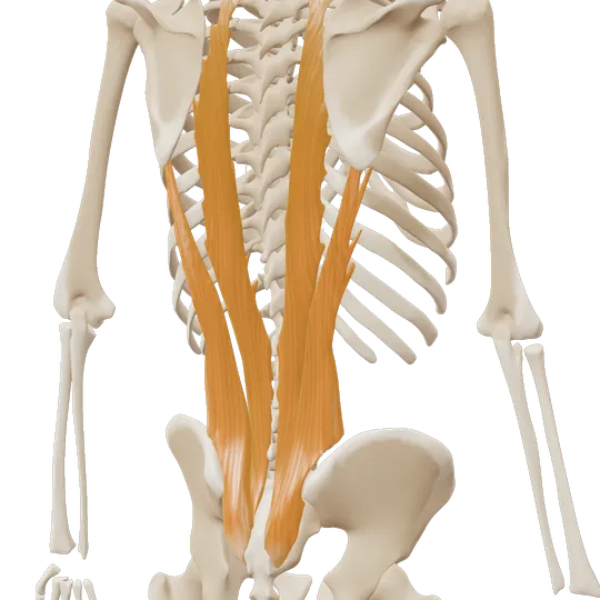 3D-illustrasjon: Ryggstrekkerne (erector spinae)