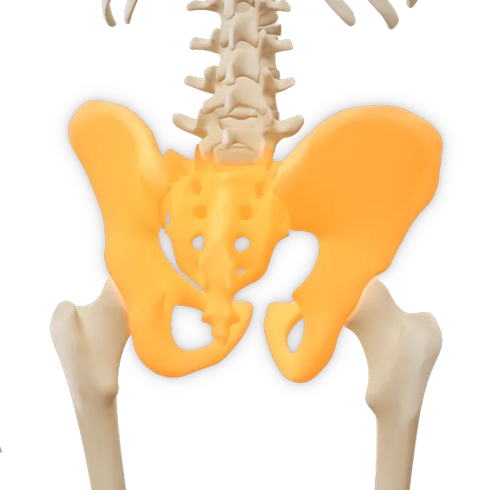 3D-illustrasjon av bekkenet med IS-leddene og symfysen, markert i amber