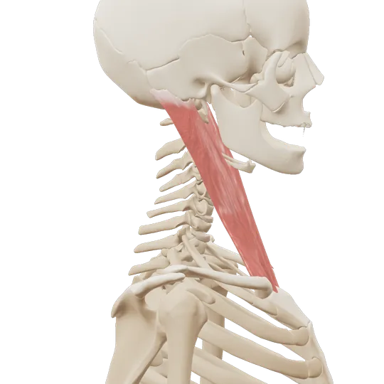3D-illustrasjon av kopivendermuskelen (sternocleidomastoideus) på siden av halsen, markert i korall