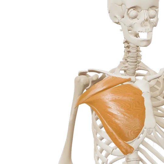 3D-illustrasjon av den store brystmuskelen (pectoralis major), markert i amber
