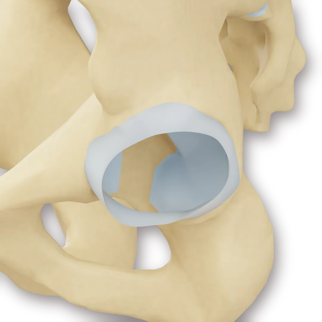 3D-modell av hofteskålen med bruskringen labrum langs kanten, lårbeinet skjult