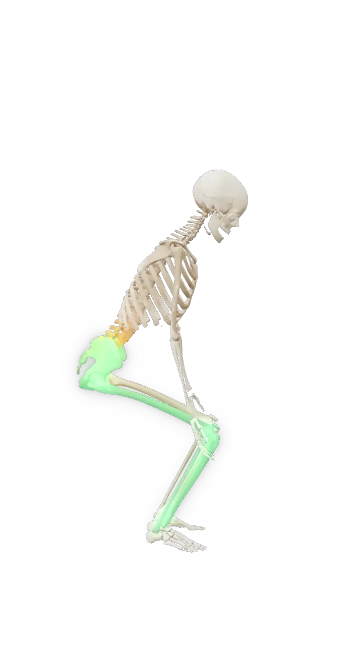 3D-skjelett sett fra siden som løfter med bøyde knær og hofter