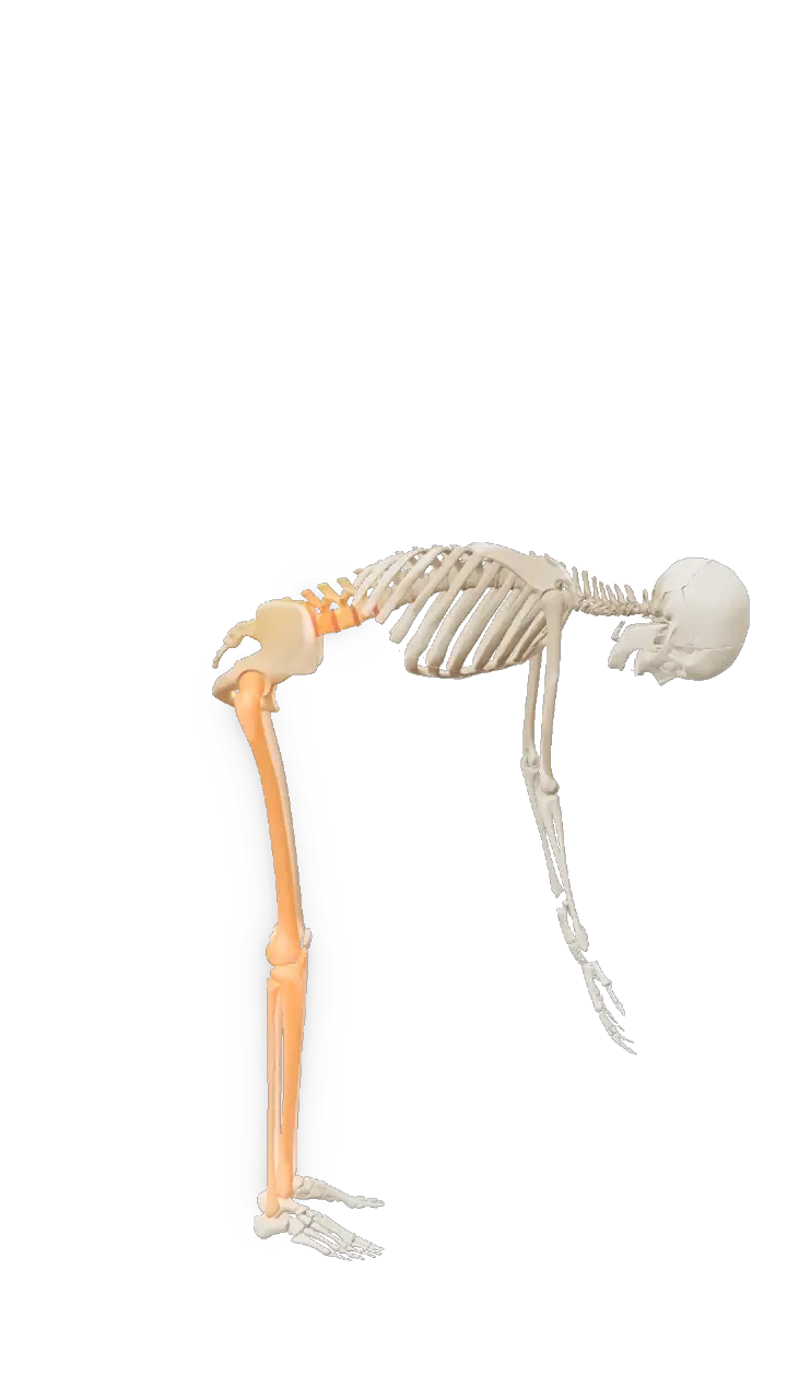 3D-skjelett sett fra siden som løfter med rund rygg og nesten strake bein